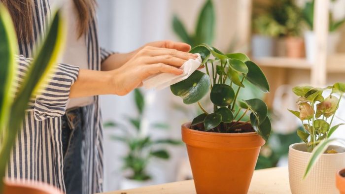 Aprende la forma más eficaz de limpiar el polvo de las plantas